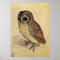 Albrecht Durer The Little Owl