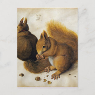 Albrecht Dürer - Zwei Eichhörnchen, eines isst ein Postkarte