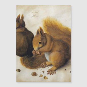 Albrecht Durer - zwei Eichhörnchen Magnetkarte