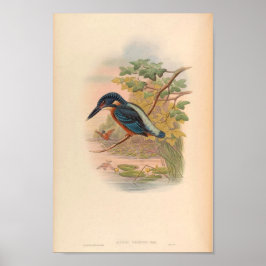 Alcdedo Grandis Kingfisher Vintager Vogel Poster