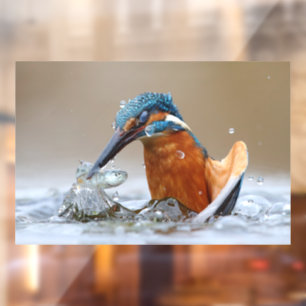 Alcedo Atthis Eisvogel jagt Wasser Luca Casale Fensteraufkleber