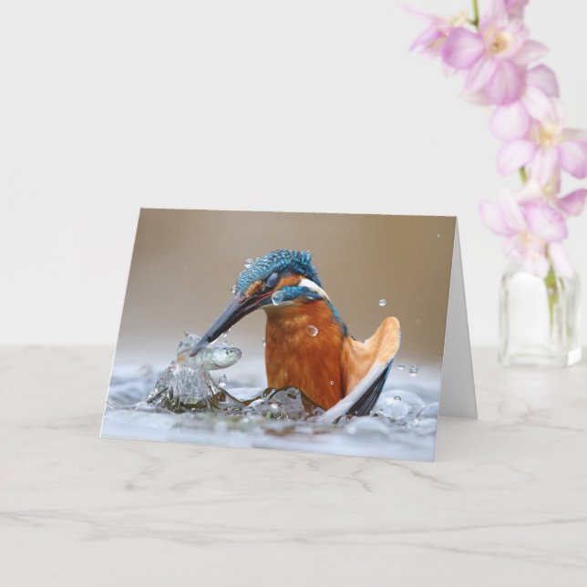 Alcedo Atthis Kingfisher Jagd Wasser Luca Casale Karte (Orchidee)