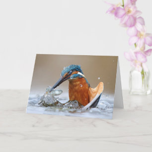 Alcedo Atthis Kingfisher Jagd Wasser Luca Casale Karte