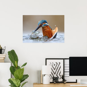 Alcedo Atthis Kingfisher Jagd Wasser Luca Casale Poster