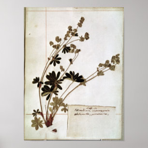 Alchemilla aus einem Herbarium Poster