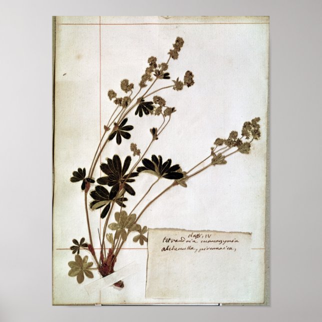 Alchemilla aus einem Herbarium Poster (Vorne)