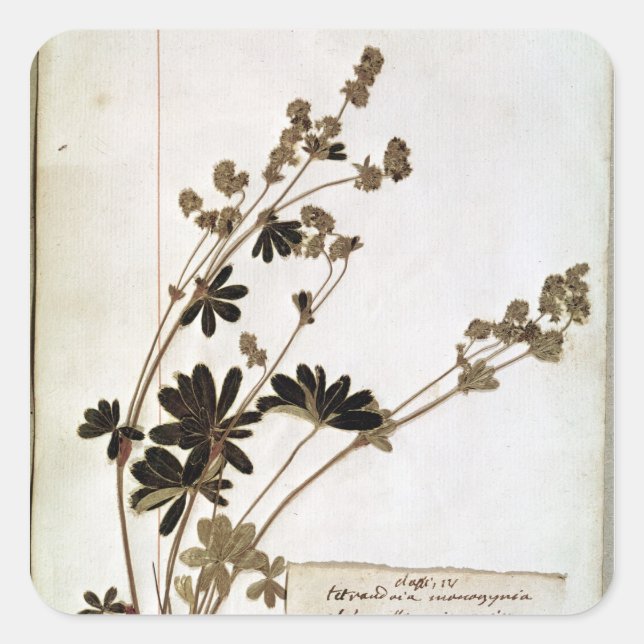 Alchemilla aus einem Herbarium Quadratischer Aufkleber (Vorderseite)