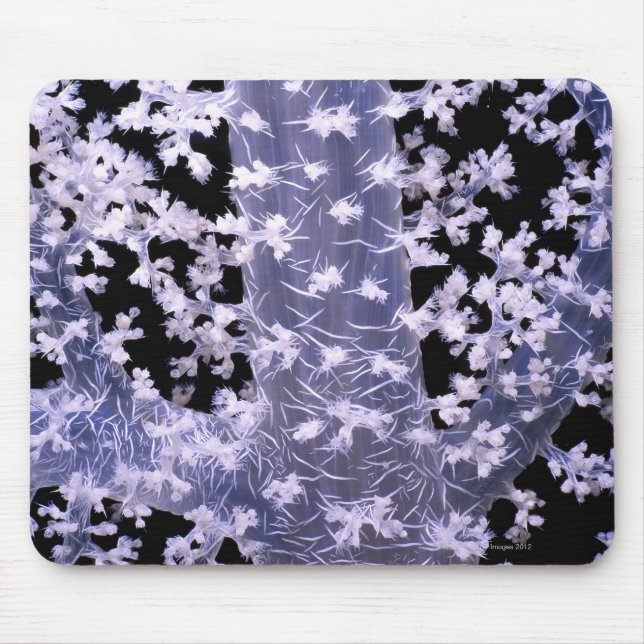 Alcyonarian Coral (Dendronephthya sp.) Mousepad (Vorne)