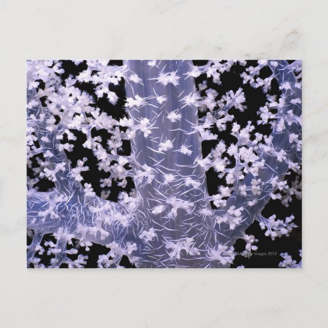 Alcyonarian Coral (Dendronephthya sp.) Postkarte (Vorderseite)