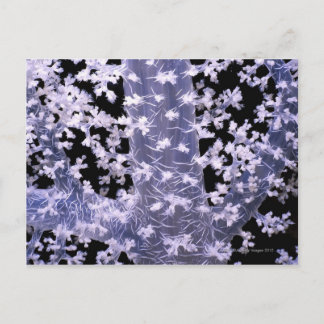 Alcyonarian Coral (Dendronephthya sp.) Postkarte