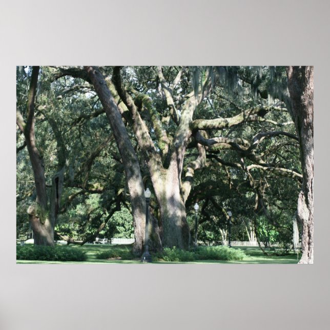 ALD LOUISIANA OAK TREE POSTER (Vorne)