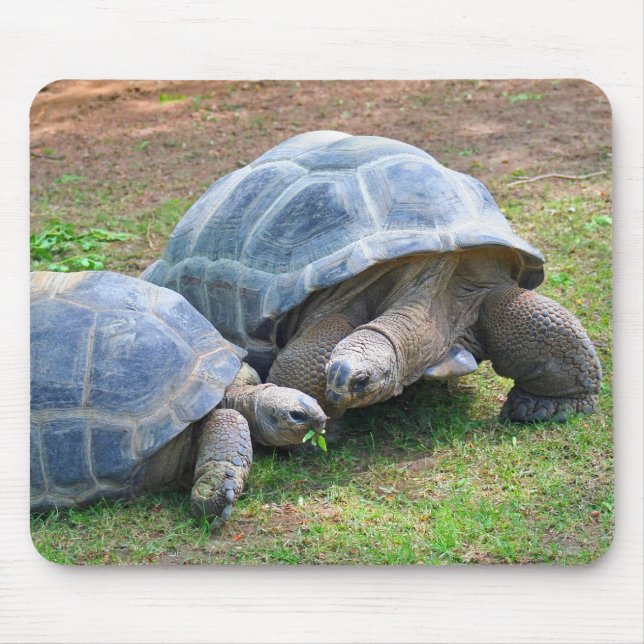 Aldabra Schildkröten Mousepad (Vorne)
