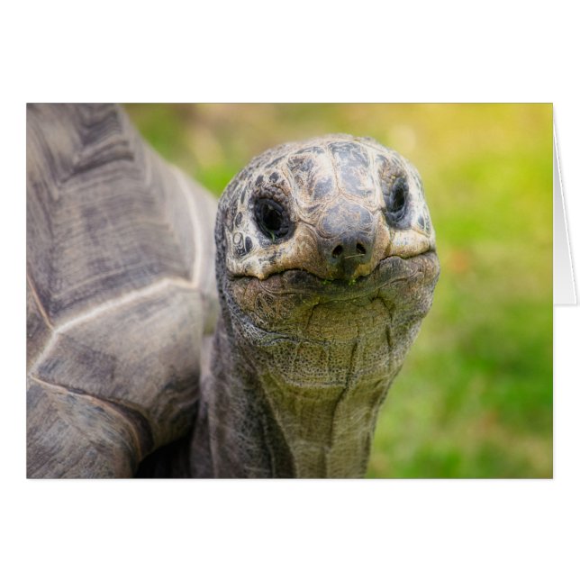 Aldabra tortoise (Vorderseite (Horizontal))