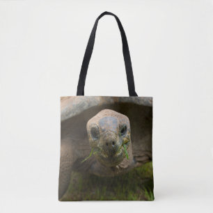 Aldabra Tortoise Fütternd