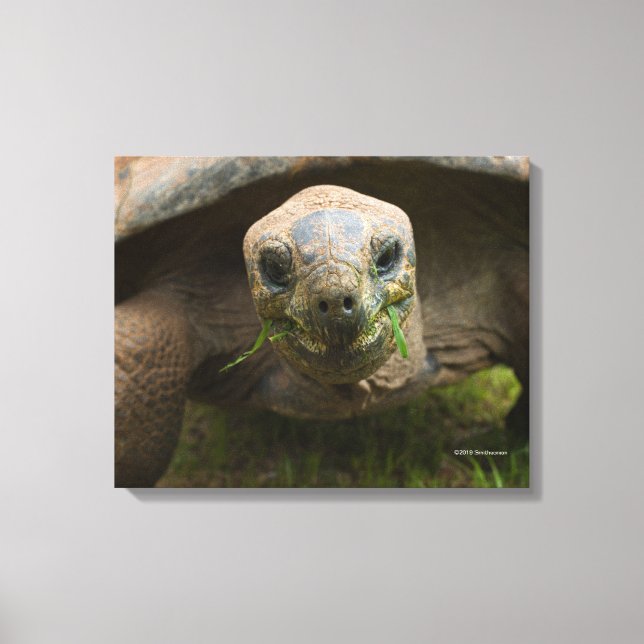 Aldabra Tortoise Fütternd Leinwanddruck (Vorderseite)