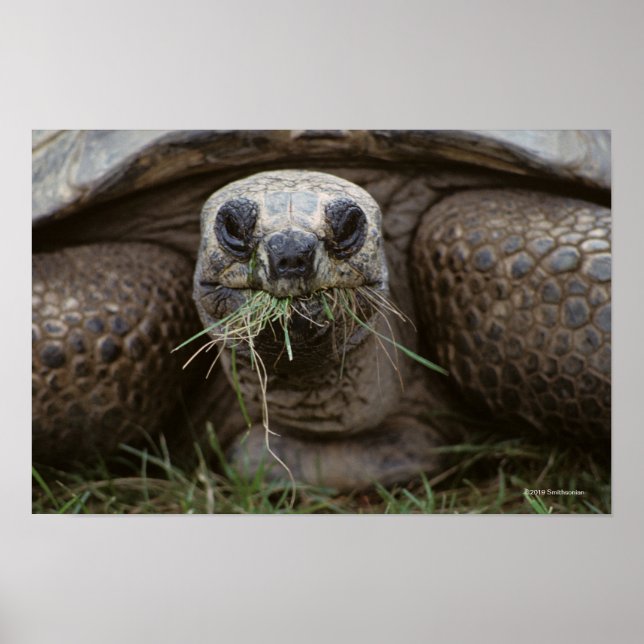 Aldabra Tortoise Grazing Poster (Vorne)