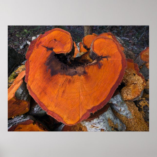 Alder Heart - Poster (Vorne)
