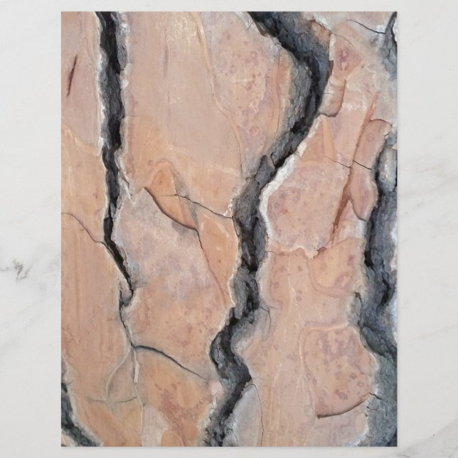 Aleppo Pine (Vorderseite)