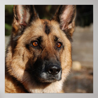 Alert German Shepherd Poster