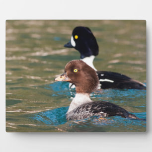 Alert Goldeneye Fotoplatte