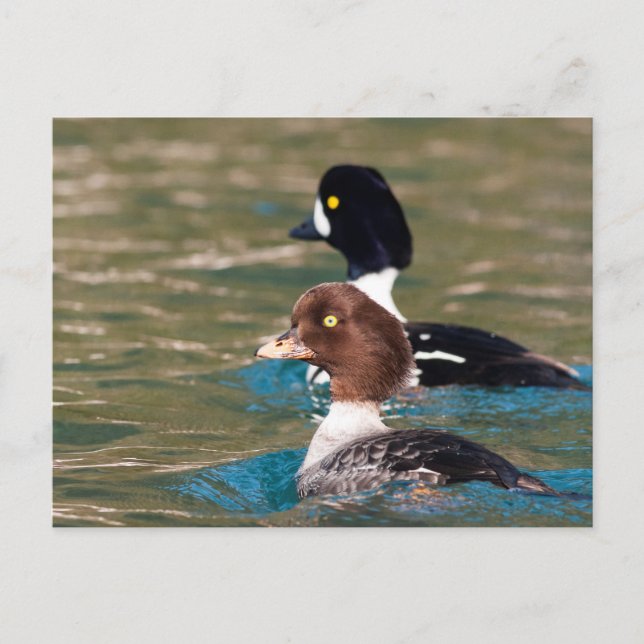 Alert Goldeneye Postkarte (Vorderseite)
