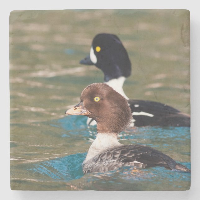 Alert Goldeneye Steinuntersetzer (Vorderseite)