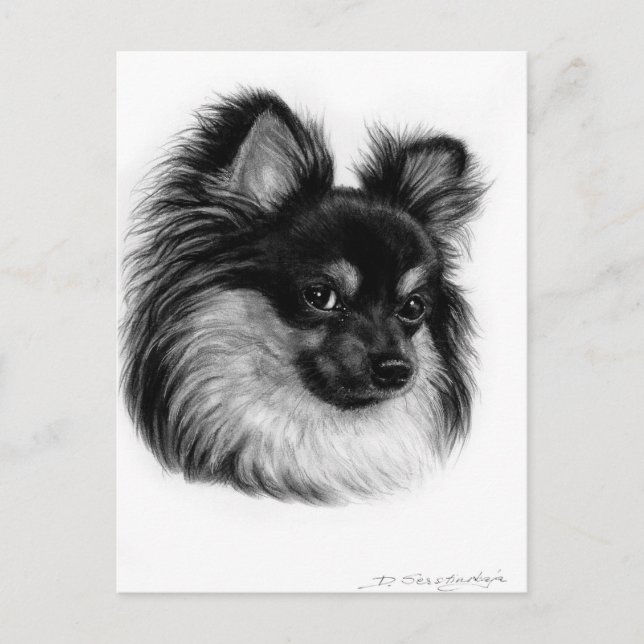 Alert Long Haired Chihuahua Hand Drawn Art Postkarte (Vorderseite)