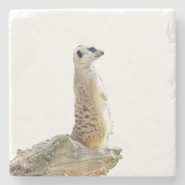 Alert Meerkat auf Wachdienst, Steinuntersetzer (Vorderseite)