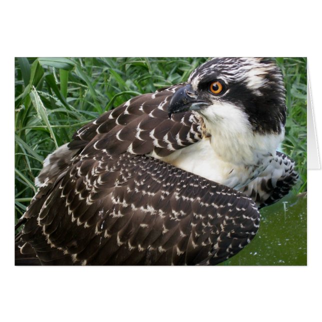 Alert Osprey (Vorderseite (Horizontal))