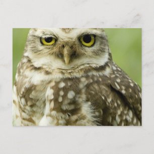 Alert Owl Postkarte