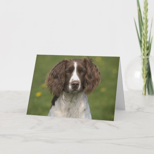 Alert springer karte (Vorderseite)