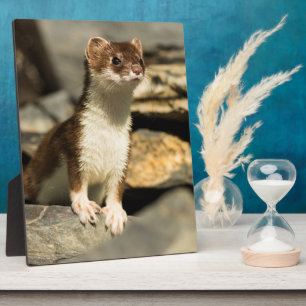 Alert Weasel Fotoplatte
