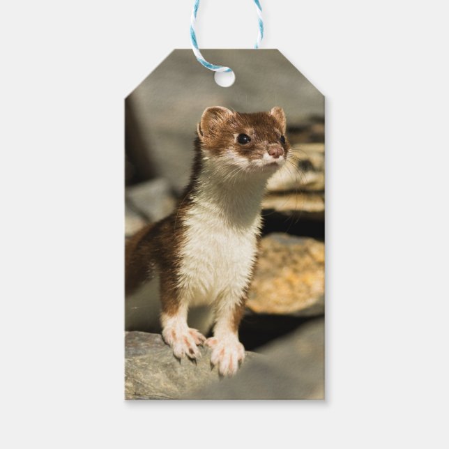 Alert Weasel Geschenkanhänger (Vorderseite)