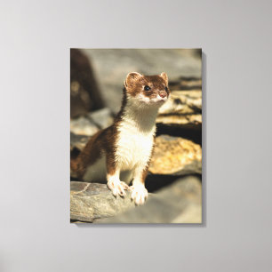 Alert Weasel Leinwanddruck