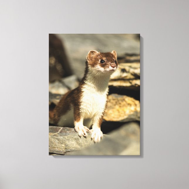 Alert Weasel Leinwanddruck (Vorderseite)