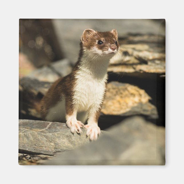 Alert Weasel Magnet (Vorne)