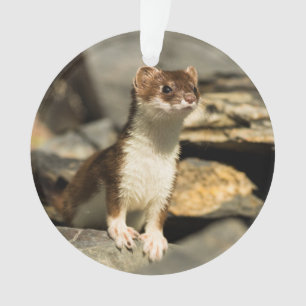 Alert Weasel Ornament
