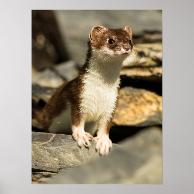 Alert Weasel Poster (Vorne)