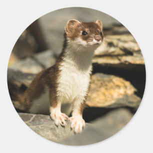 Alert Weasel Runder Aufkleber