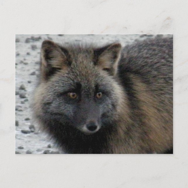Aleutian Fox auf der Insel Unalaska Postkarte (Vorderseite)