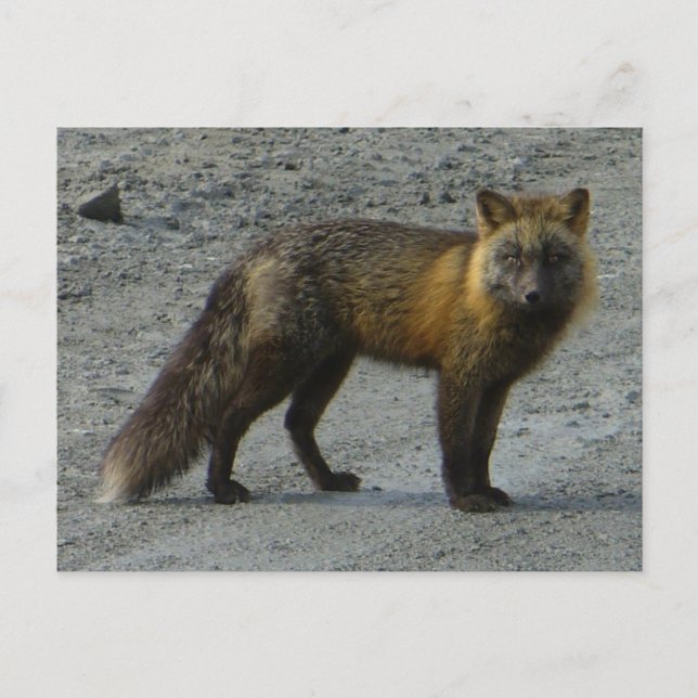 Aleutian Fox auf der Straße, Insel Unalaska Postkarte (Vorderseite)