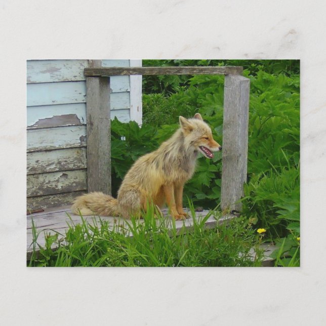 Aleutian Fox in Unalaska, Alaska Postkarte (Vorderseite)