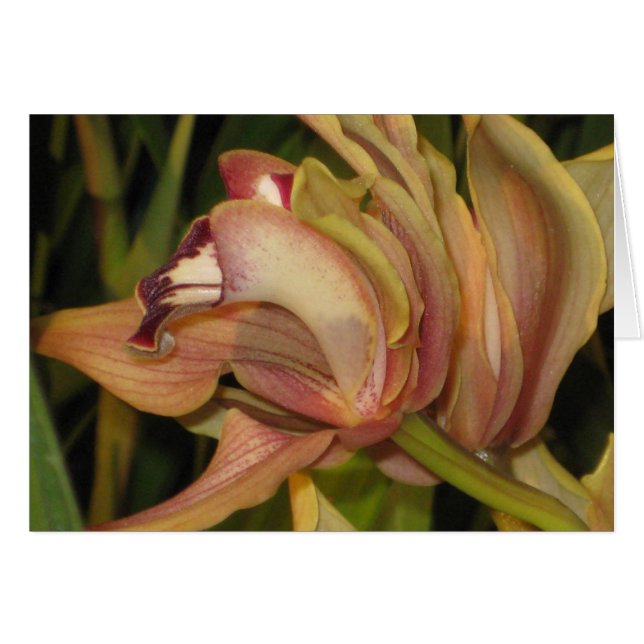 Alexanderi 'Westonbirt' Orchid Profile Blank Card (Vorderseite (Horizontal))