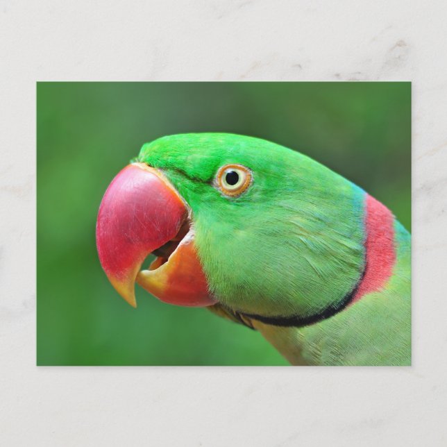 Alexandrine Parakeet Postkarte (Vorderseite)