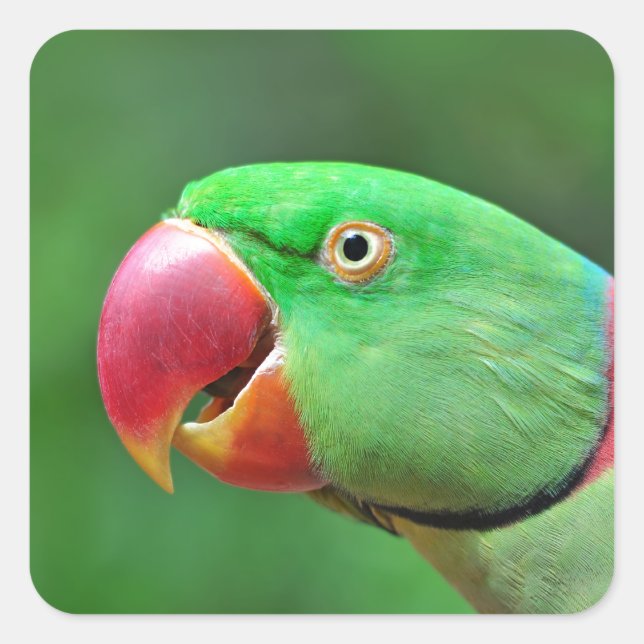 Alexandrine Parakeet Quadratischer Aufkleber (Vorderseite)