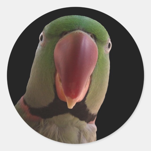Alexandrine Parrot Runder Aufkleber (Vorderseite)