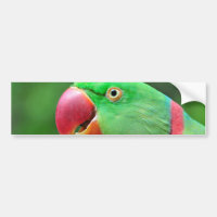 AlexandrineParakeet