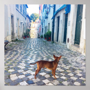Alfama Dog Architecture Foto Poster