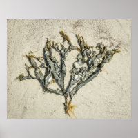 Algen an einem Sandstrand in Maine