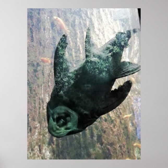 Algen essen in einem Aquarium. Poster (Vorne)